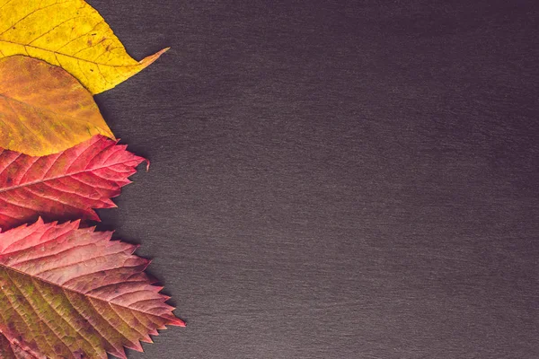 Ahşap arka planda sonbahar yaprakları