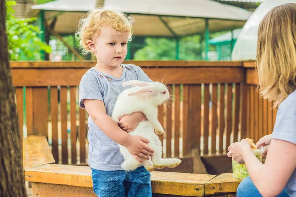 Petite Fille Caresse Jouer Avec Lapin Dans Zoo Caressant Concept — Photo