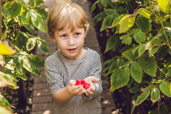 Çocuk malzeme çekme ahududu
