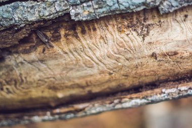 Ahşap oyma kabukları böcek Galeri