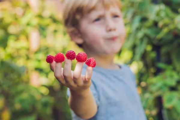 Niño recogiendo frambuesas — Foto de Stock