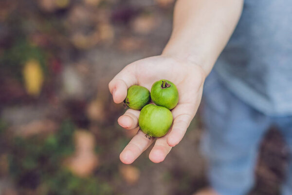 New Zealand exotic food. Berry nergi, or small kiwi. Child picking Green baby kiwi fruit actinidia arguta.