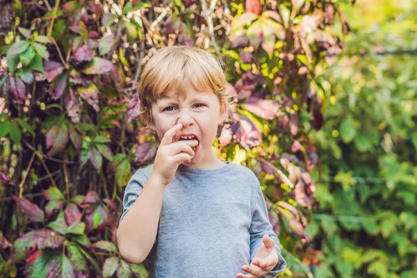 Nouvelle Zélande Nourriture Exotique Berry Nergi Petit Kiwi Cueillette Enfants — Photo