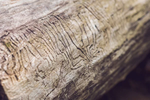 Ahşap oyma kabukları böcek Galeri