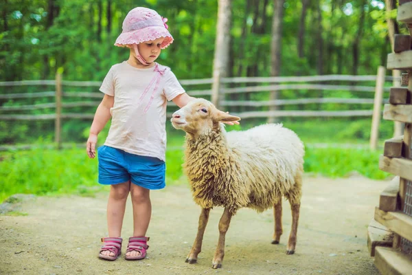 Petite fille avec agneau à la ferme — Photo