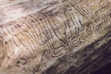 Ahşap oyma kabukları böcek Galeri