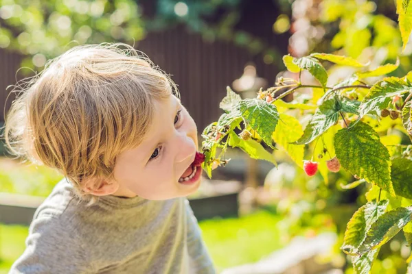 Niño recogiendo frambuesa. Los niños recogen fruta fresca en la granja de frambuesas orgánicas. Jardinería y recolección de bayas para niños. Niño pequeño comiendo bayas maduras y saludables. Familia al aire libre diversión de verano en el país — Foto de Stock