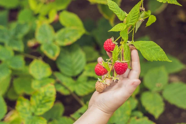 Çocuk malzeme çekme ahududu. Çocuklar taze meyve organik ahududu çiftlikte seç. Bahçe ve berry hasat çocuk. Yürümeye başlayan çocuk olgun sağlıklı meyveleri yemekten. Ülkenin açık aile yaz eğlencesi