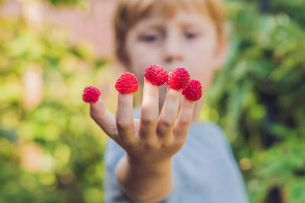 बच्चे रास्पबेरी उठा। बच्चे जैविक रास्पबेरी फार्म पर ताजा फल चुनते हैं। बच्चे बागवानी और कटाई बेरी। बच्चा परिपक्व स्वस्थ जामुन खा रहा है। देश में आउटडोर परिवार ग्रीष्मकालीन मज़ा — स्टॉक फ़ोटो, इमेज