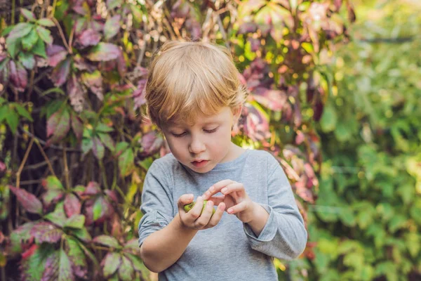 Yeni Zelanda egzotik yiyecek. Berry nergi veya küçük kivi. Yeşil Bebek kivi meyve actinidia arguta toplama çocuk — Stok fotoğraf