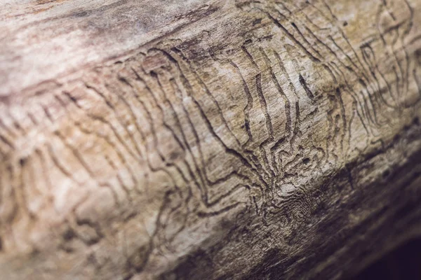 Ahşap oyma kabukları böcek Galeri