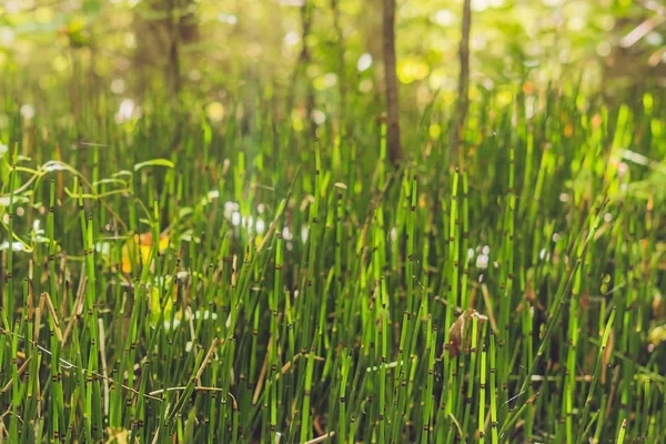 Диких рослин - зелений фон хвоща польового або Tolkachik Хвощ польовий - загальні хвоща польового навесні. Зелена трава - абстрактним фоном природи — стокове фото