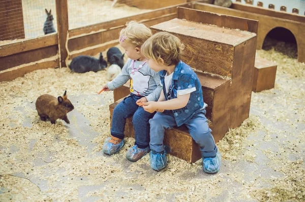 Les Enfants Jouent Avec Les Lapins Dans Zoo Pour Enfants — Photo