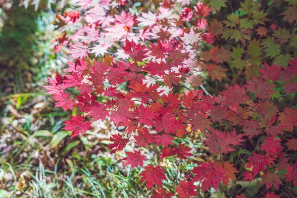 カエデの木は、秋に赤葉を有効に — ストック写真