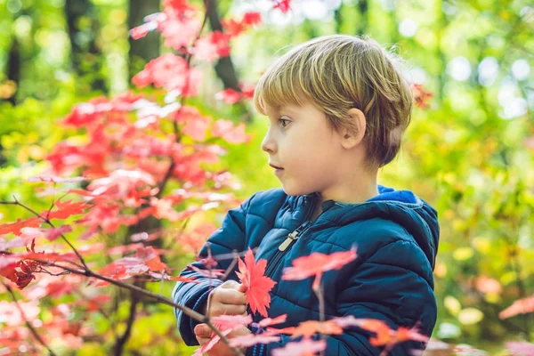 Menino no parque de outono — Fotografia de Stock