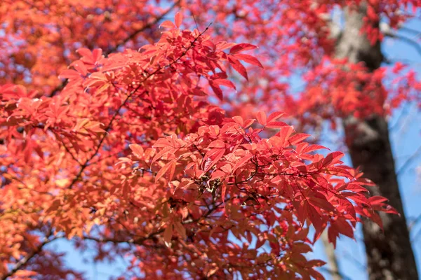 L'érable vire ses feuilles au rouge en automne — Photo