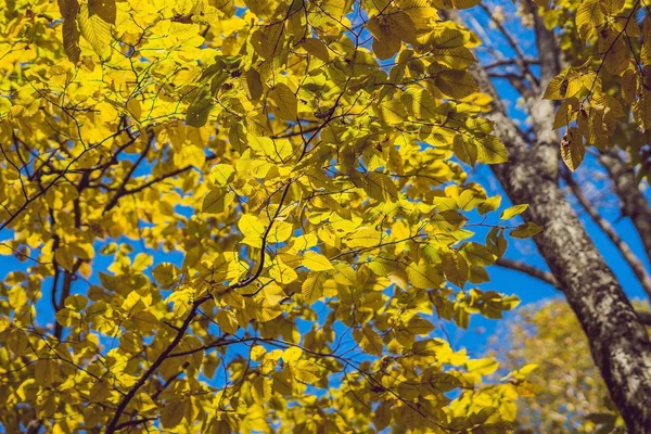 素敵な秋の風景です。丘の中腹に晴れた日に秋の森で黄色と赤の葉を持つ背の高い木。柔らかい光の効果。秋、自然の背景 — ストック写真