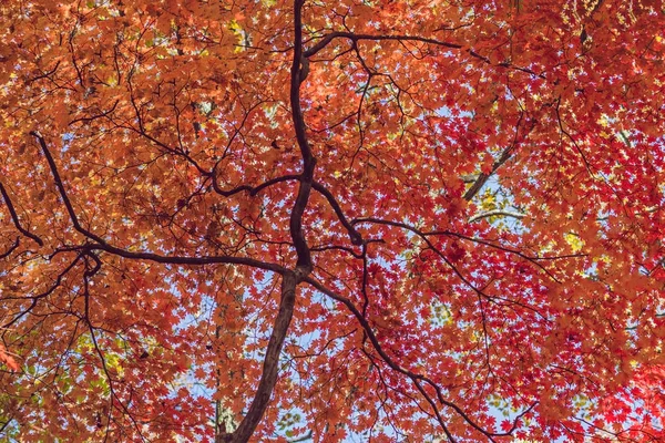 カエデの木は、秋に赤葉を有効に — ストック写真