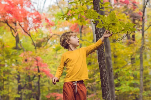 Sonbahar parkta küçük oğlu — Stok fotoğraf