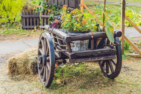 Trolley Geraniums Autumn Garden — Stock Photo, Image