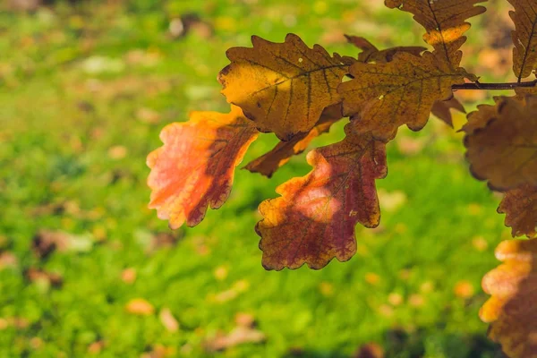Háttér narancssárga ősz — Stock Fotó
