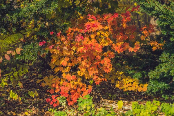 背景オレンジ色紅葉 — ストック写真