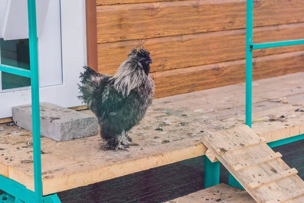 ウコッケイ鶏 灰色のオンドリ ウコッケイ ふわふわ珍しい品種家禽のようなウールの羽と黒の革 セレクティブ フォーカス画像 — ストック写真