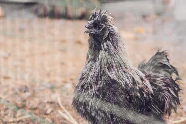 Silkie Chicken Gray Rooster Silkie Unusual Breed Poultry Fluffy Wool — Stock Photo, Image