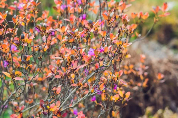 Flores cor de rosa fechar — Fotografia de Stock