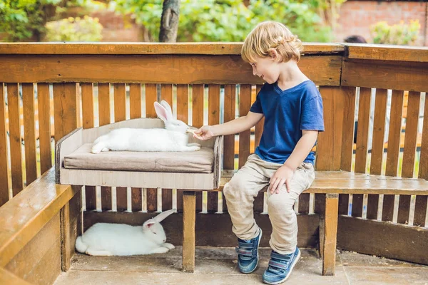 蹒跚学步的男孩爱抚和兔子在动物园里玩 概念的可持续性 尊重世界的爱和对动物的爱 生物学 素食主义者 — 图库照片
