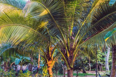 Güzel günbatımı arka planında palmiye ağaçları