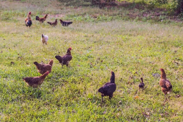 鶏と緑の田園ヤードの上を歩いてのコック — ストック写真