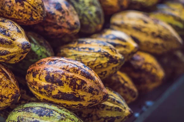 Cacao Fruit Raw Cacao Beans Cocoa Pod — Stock Photo, Image