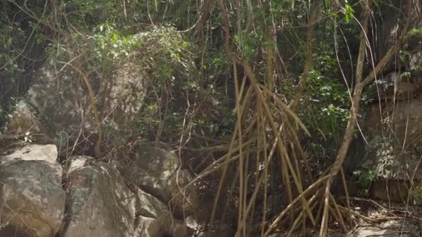 Belle cascade Datanla cascade 