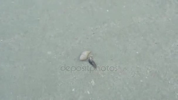 Heremietkreeften Aan Kust Met Witte Zand — Stockvideo