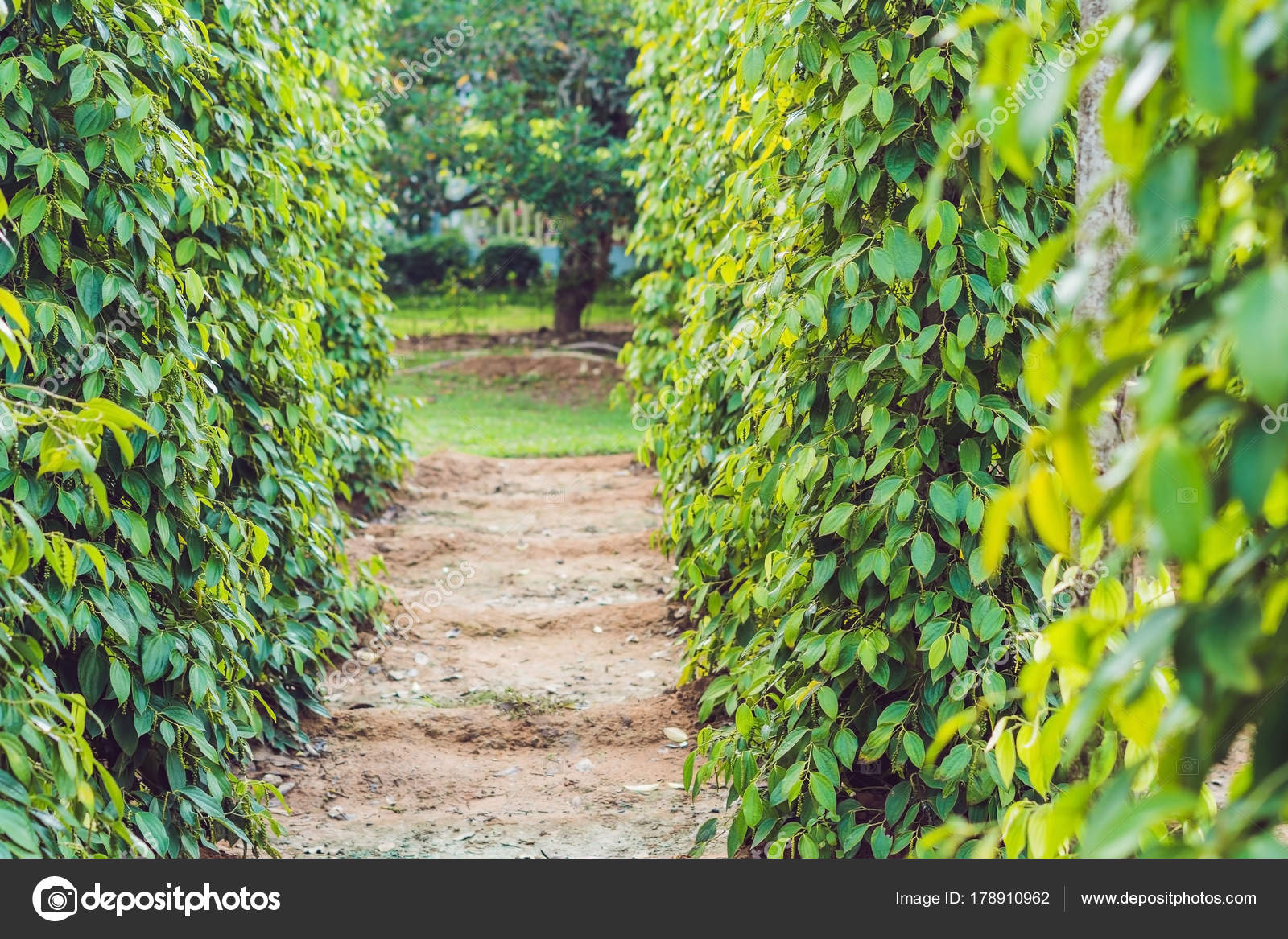 Black Pepper Farm Vietnam Phu Quoc — Stock Photo © galitskaya 178910962