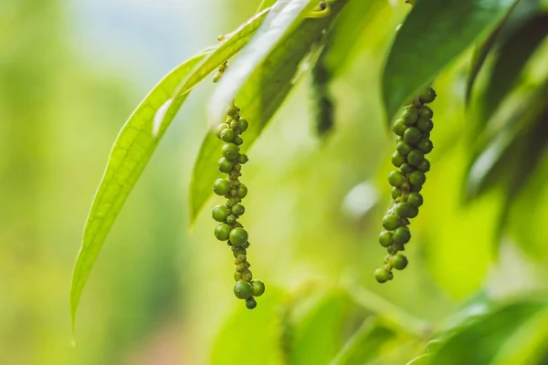 Black pepper farm in Vietnam, Phu Quoc.