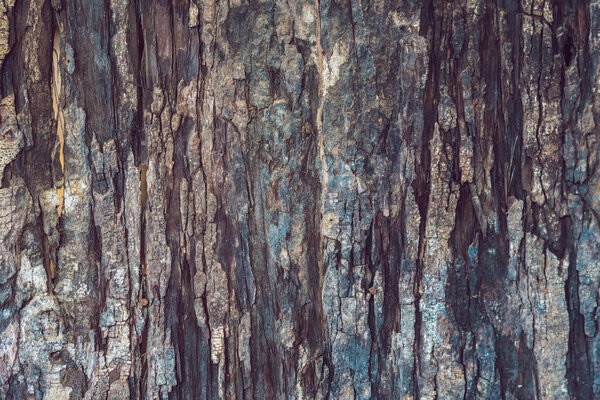 Surface of an ancient tree, wood texture, background