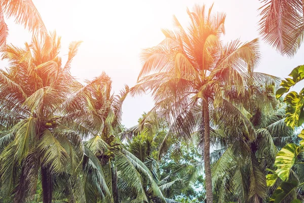 棕榈树冠以绿叶在晴朗的天空背景 可可棕榈树的顶部 从地面的看法 棕榈叶在晴朗的天空 绿色蓝色色调的照片 夏季旅游横幅 异域风情的海岛自然意象 — 图库照片
