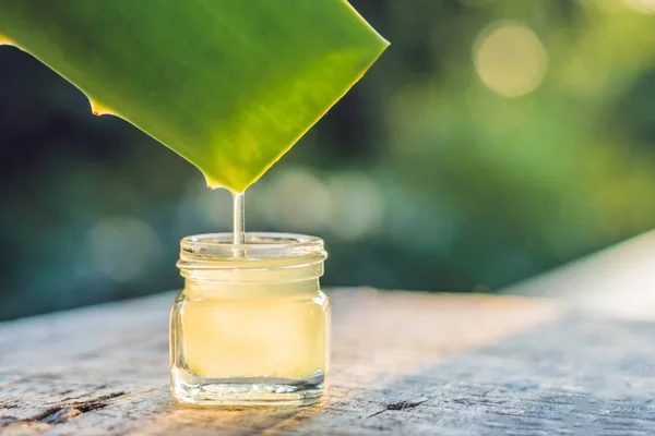 Transparent essence from aloe vera plant drips from leaves, Stock Photo