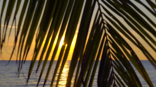 Palmeira Com Folhas Verdes Céu Por Sol Sobre Mar — Vídeo de Stock