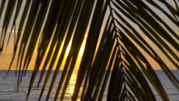 Palmera Con Hojas Verdes Cielo Del Atardecer Sobre Mar — Vídeos de Stock