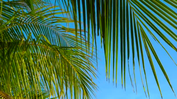 Palme Mit Grünen Blättern Meeresufer Himmel Hintergrund — Stockvideo