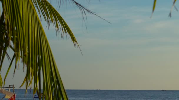 Palm Tree Green Leaves Seacoast Sky Background — Stock Video