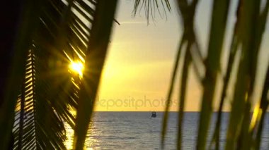 Tropikal bir plajda - gün batımı görünümü üzerinde bir deniz yoluyla bir palmiye ağacının dalları