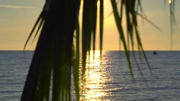 Pôr Sol Uma Praia Tropical Vista Sobre Mar Através Dos — Vídeo de Stock