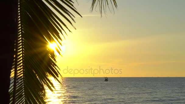 Закат на тропическом пляже - вид на море через ветви пальмы — стоковое видео