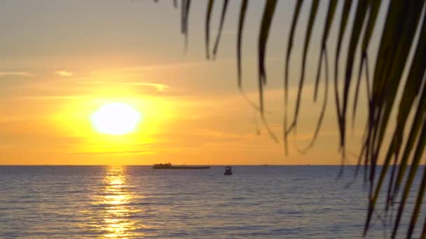 Pôr do sol em uma praia tropical vista sobre um mar através dos ramos de uma palmeira — Vídeo de Stock