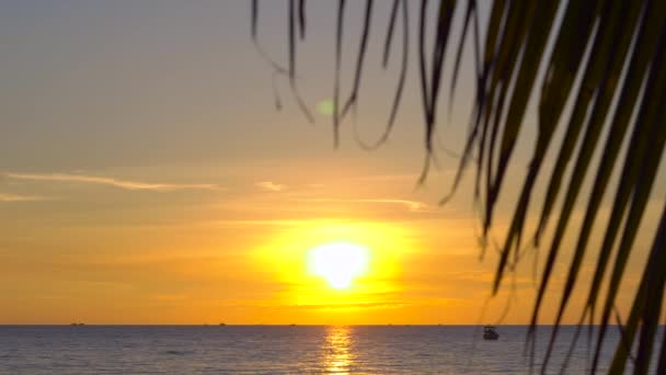 Puesta de sol en una playa tropical - vista sobre un mar a través de las ramas de una palmera — Vídeo de stock