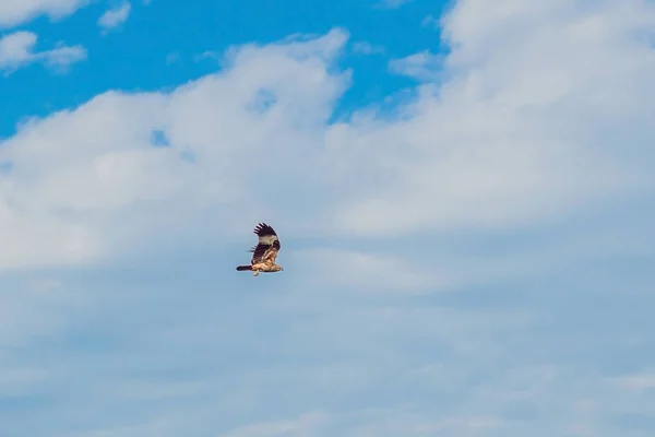 Atemberaubender Raubvogel Flug Mit Dem Himmel Des Hintergrunds — Stockfoto
